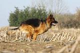 BERGER ALLEMAND 922